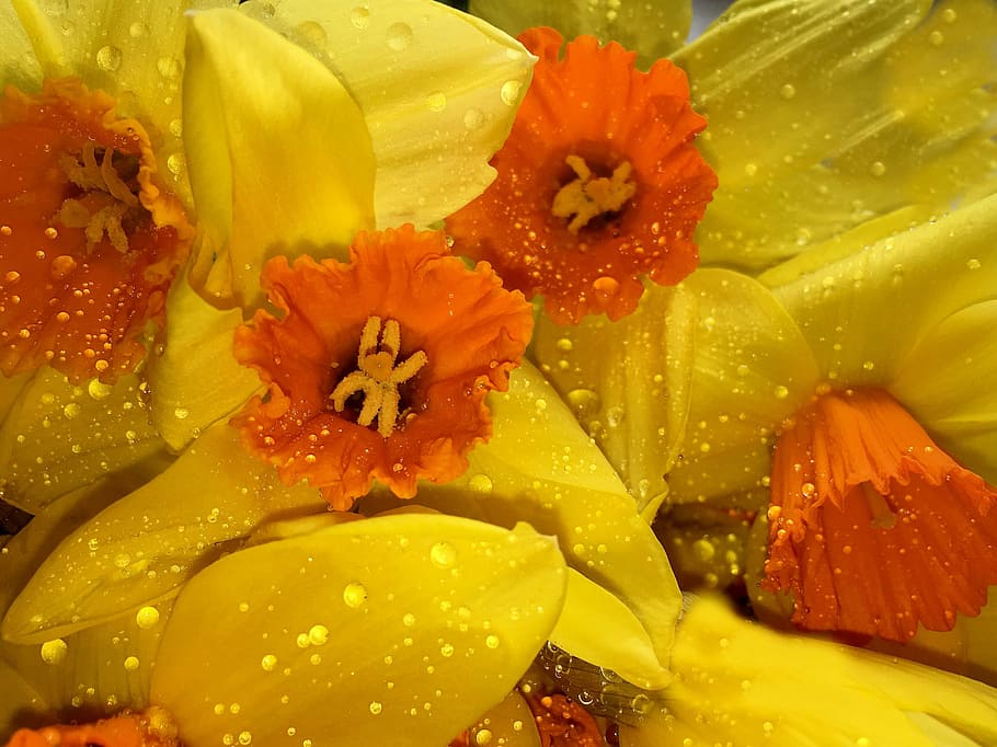 osterglocken, filled, yellow, spring, daffodils, spring flowers HD wallpaper