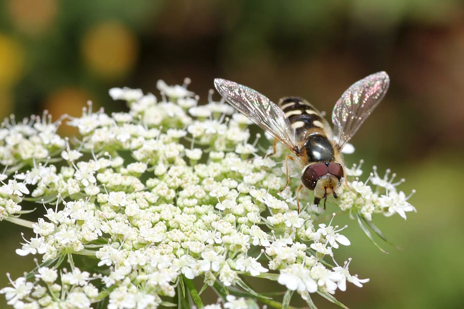 bee, wing, sprinkle, insect, nature, blossom, bloom, flower HD wallpaper