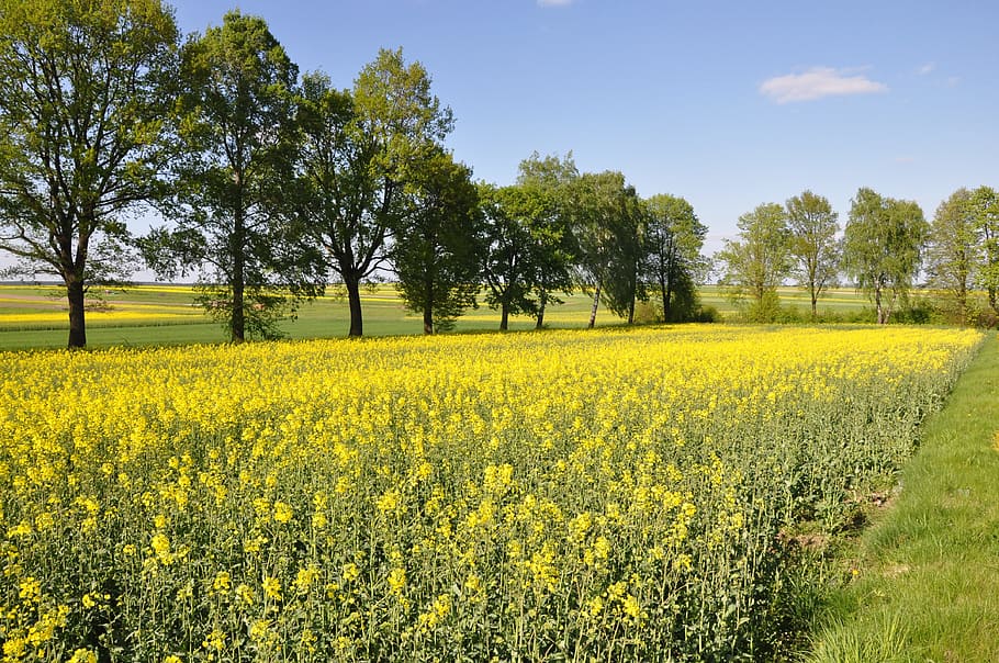 Spring, Landscape, Field, Yellow, Meadow, nature, oilseed Rape HD wallpaper