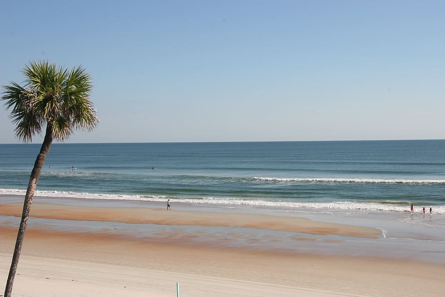 beach, ocean, palm, tree, waves, gulf, shores, coast, sand, HD wallpaper