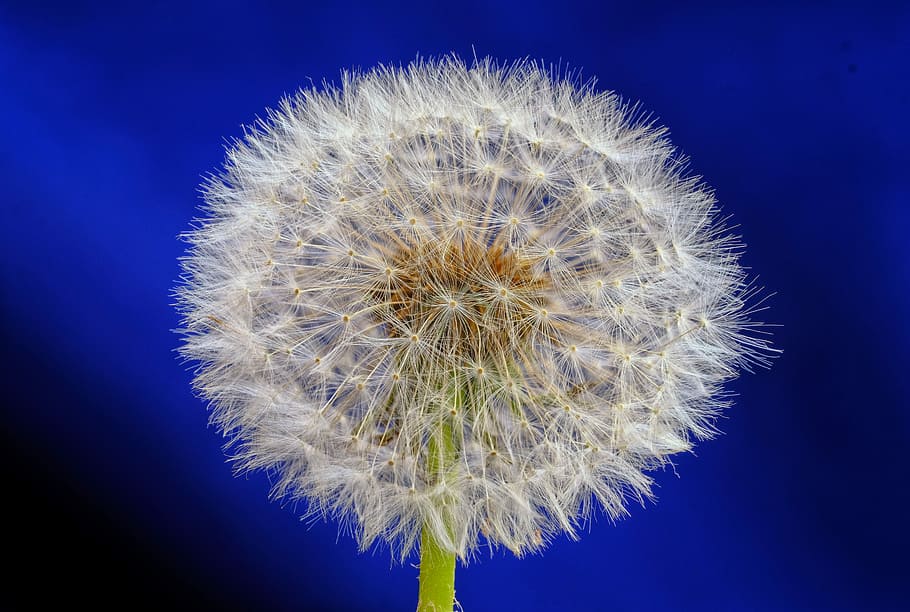 dandelion, blossom, bloom, seeds, dandelion seeds, pointed flower HD wallpaper