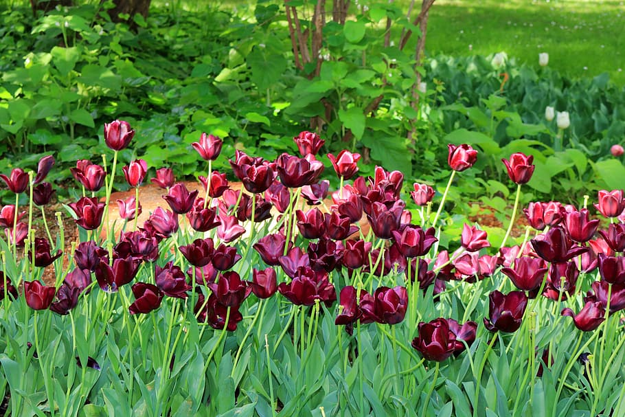 spring, metropolitan park, flowers, flowering plant, growth HD wallpaper