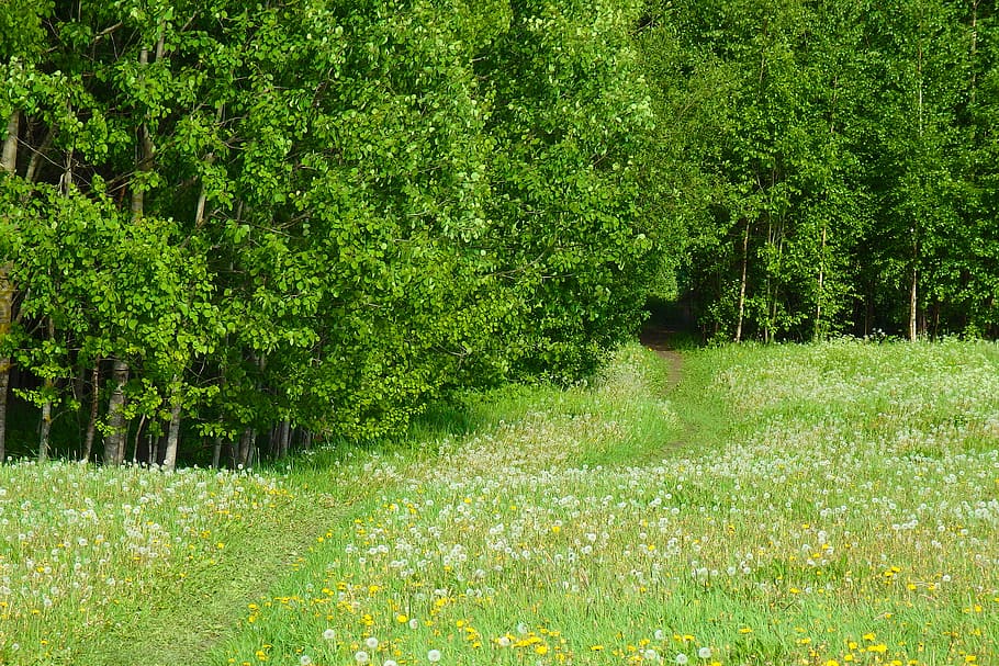 green trees, meadow, summer, path, pathway, dandelions, forest HD wallpaper