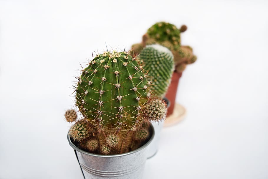 plant, succulent, cactus, cacti, green, botanical, pot, tropical HD wallpaper