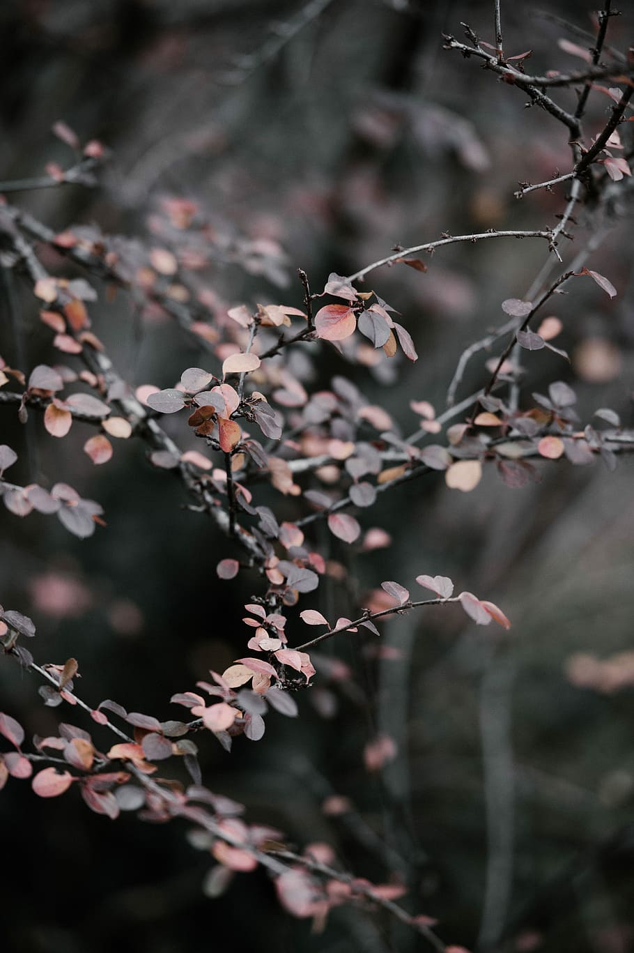 Winter leaves, brown and black leafed plant shallow focus photography HD wallpaper