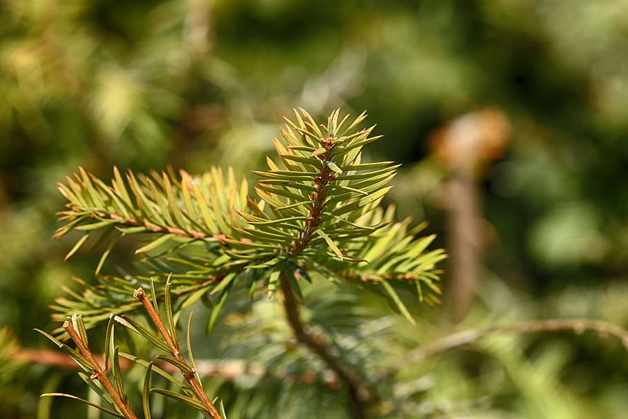 nature, pine, needle, tree, plant, growth, green color, beauty in nature HD wallpaper