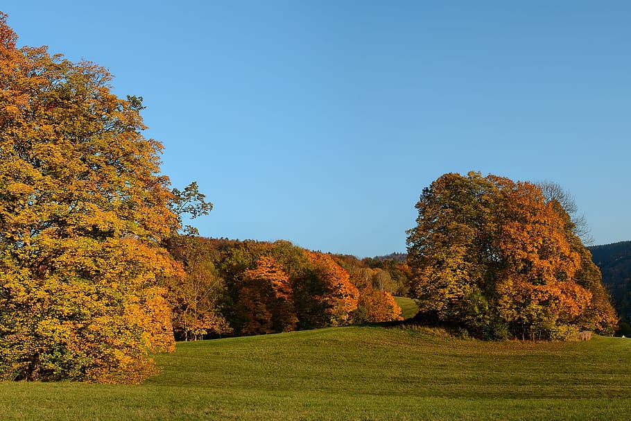 autumn, trees, landscape, plant, beauty in nature, scenics - nature HD wallpaper