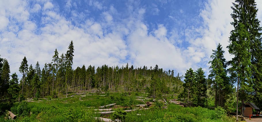 landscape, nature, forest, clouds, polom, šumava, tree, plant HD wallpaper