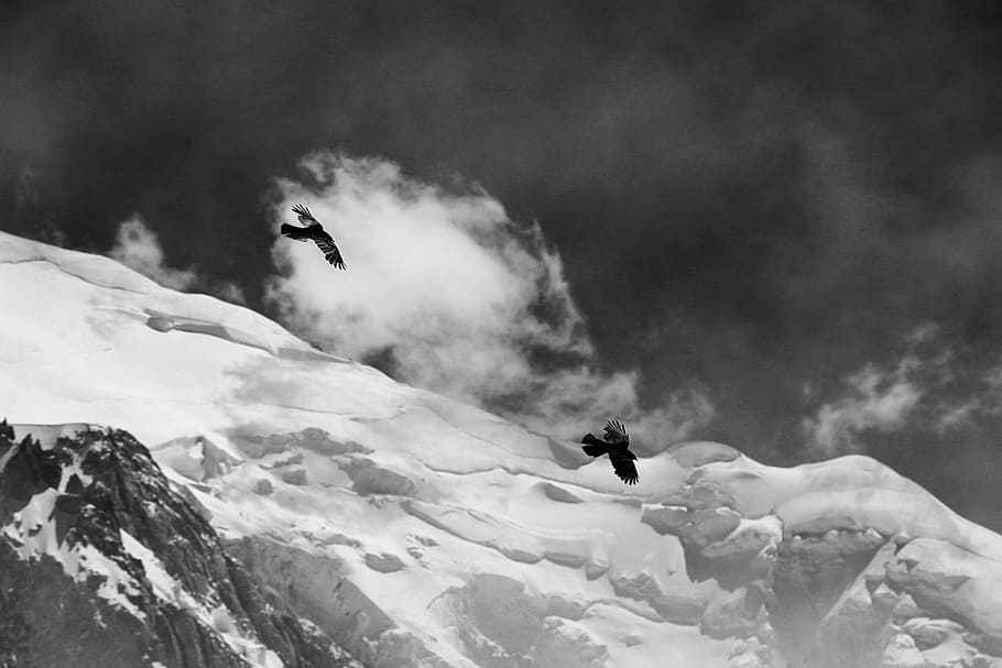 grayscale photo of two bird flying above glacier mountain, grayscale photo of two birds over mountain alps