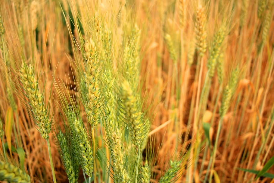 barley, beer, rice, agriculture, field, grain, wheat, grow, HD wallpaper
