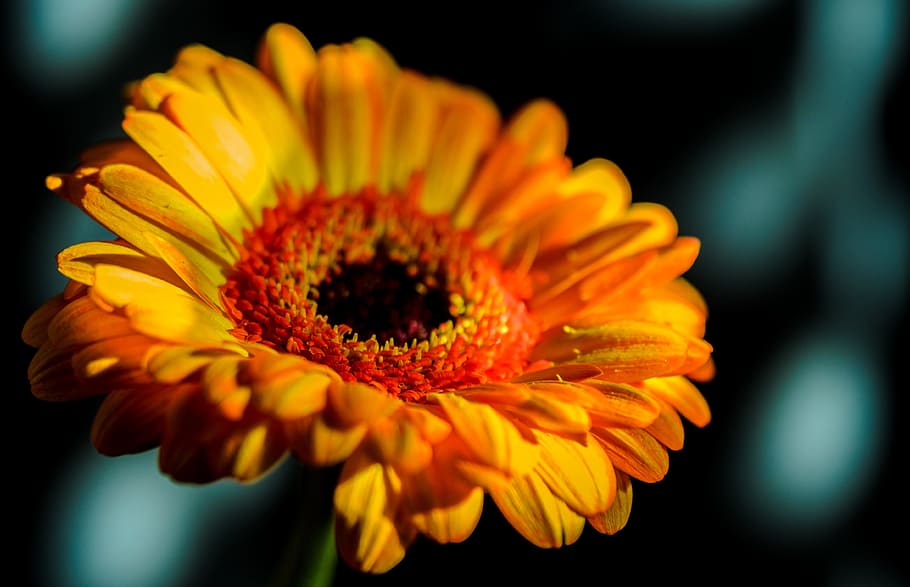 gerbera, macro, close, flower, lovely, petal, spring, bright HD wallpaper