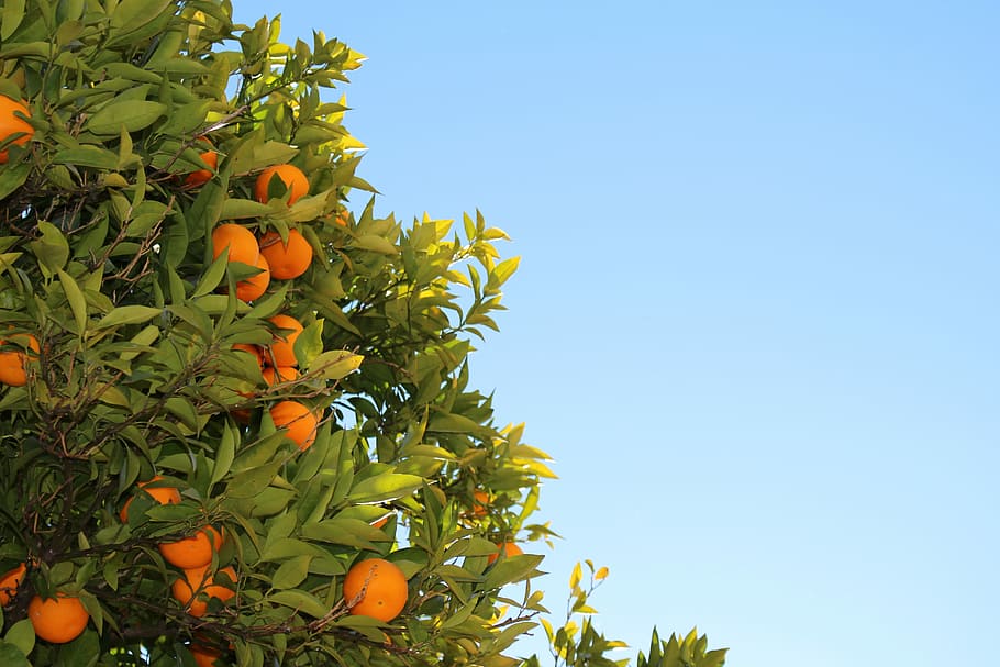 orange tree during daytime, fruit, nature, sky, summer, agriculture HD wallpaper