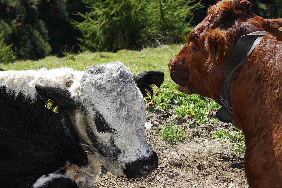 cows, tyrol, alpine meadow, livestock, mammal, animal, animal themes HD wallpaper