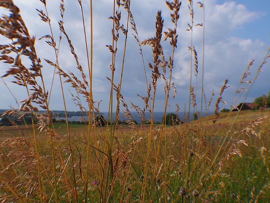 grass, meadow, view, nature, horizon, dry grass, plant, growth HD wallpaper