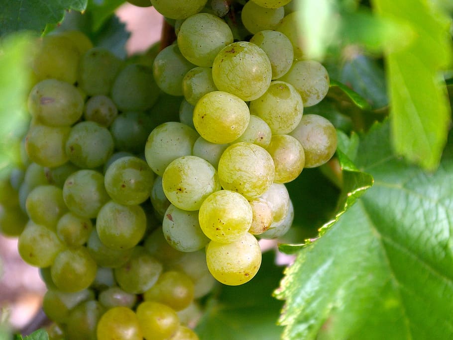 grapes, wine, green, bunch, vineyard, fruit, growth, green color HD wallpaper
