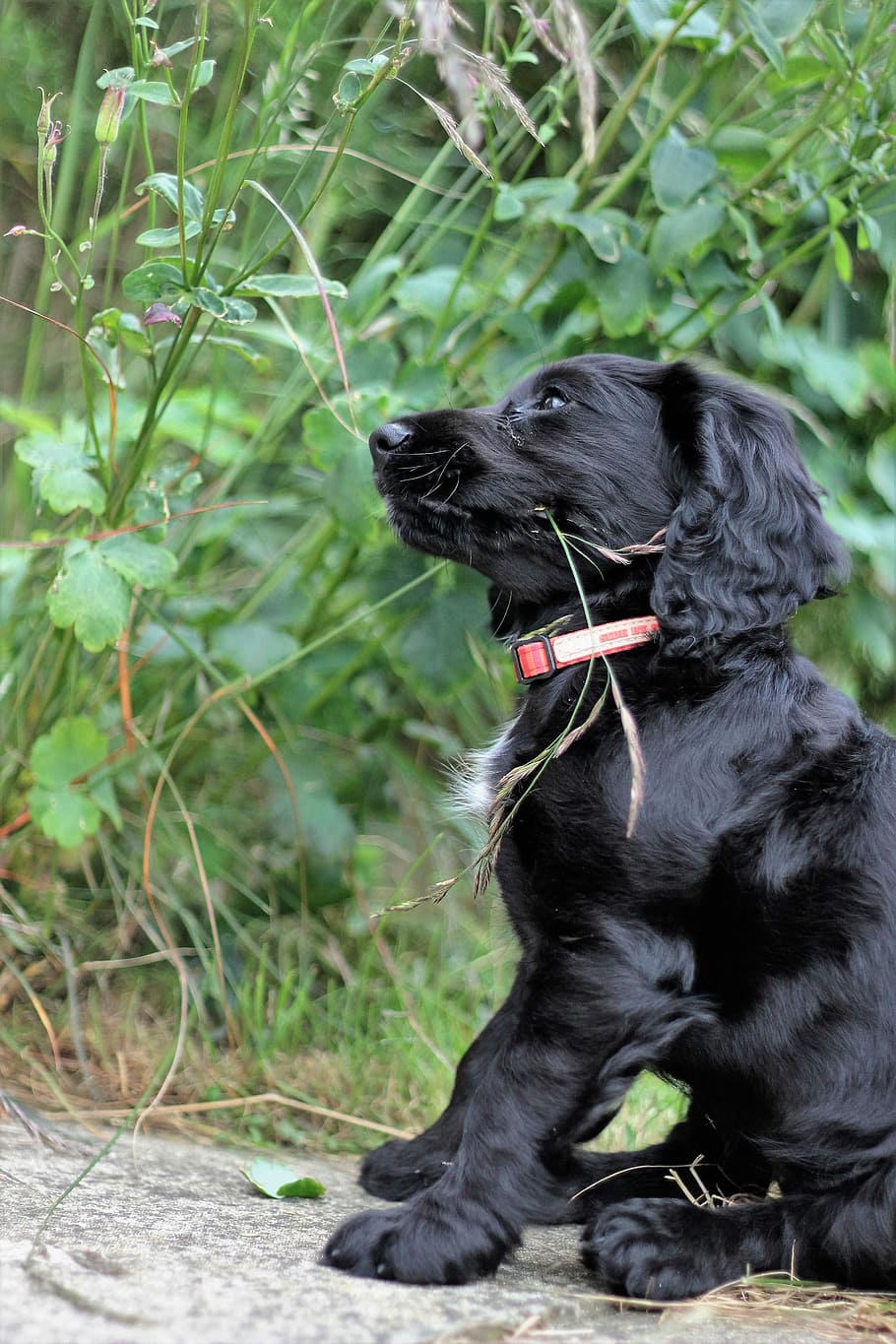 Cocker Spaniel, Dog, Pet, cute, puppy, purebred, animal, adorable HD wallpaper