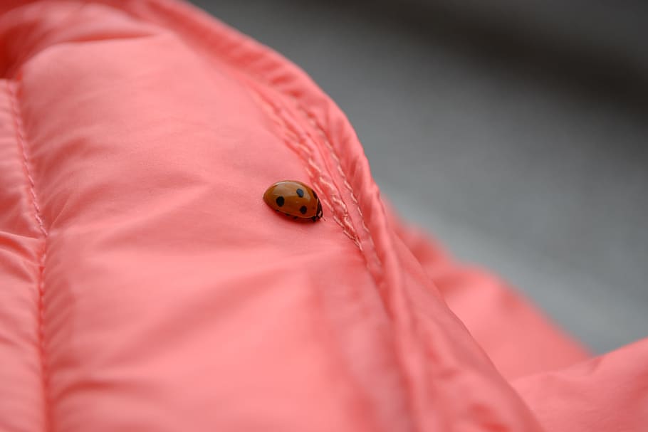 Ladybug, Jacket, Detail, Insect, no people, pink color, close-up HD wallpaper