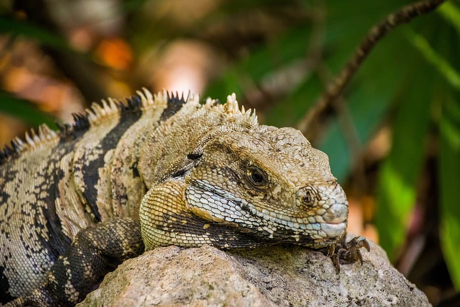 iguana, tulun, ruins, animal themes, animal wildlife, one animal HD wallpaper
