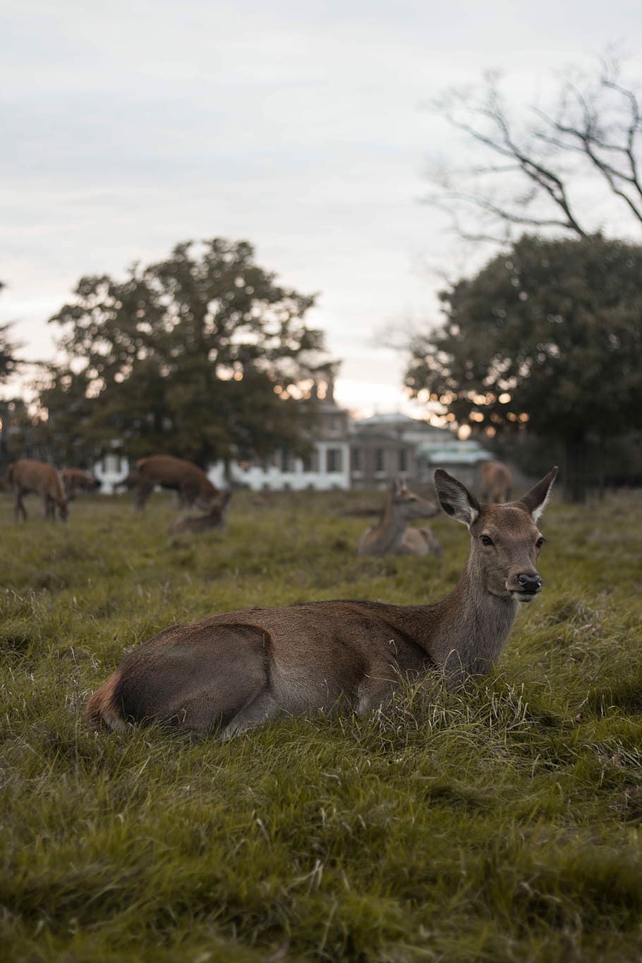 brown deer lying on green grass at daytime, brown deer, park HD wallpaper