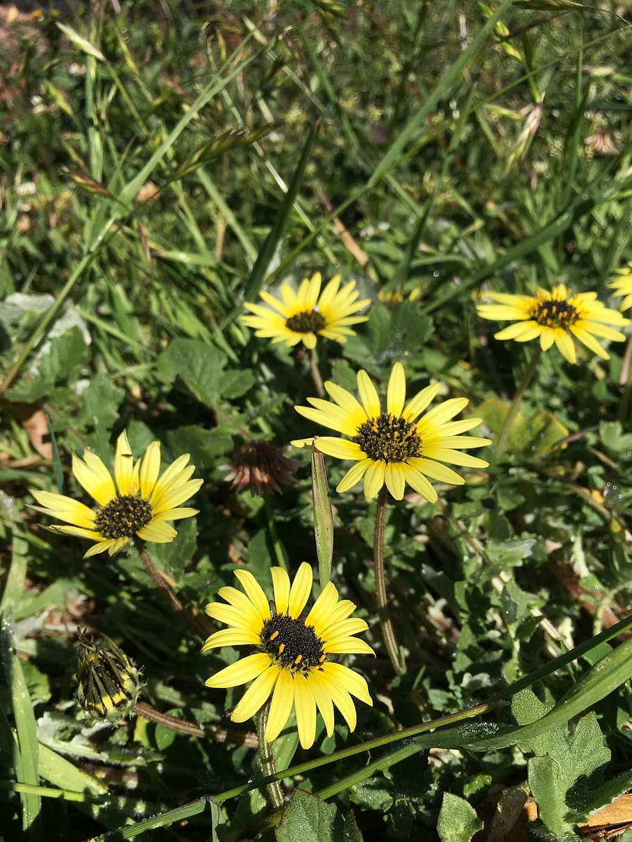 weeds, daisy, grass, nature, field, meadow, blossom, yellow HD wallpaper
