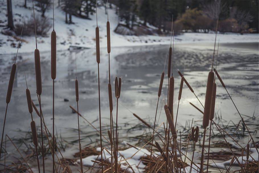 cattails, plants, river, water, winter, nature, cold temperature