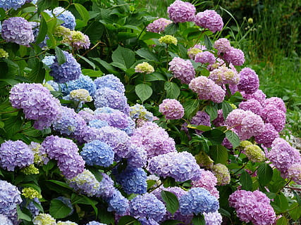 pink and purple flower at daytime, hydrangeas, flowers, blue HD wallpaper