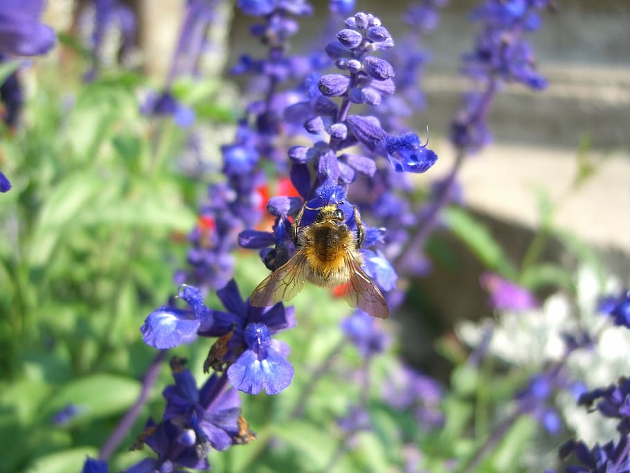 Bee, Lavender, Summer, Garden, Insect, fragrance, flower, purple HD wallpaper