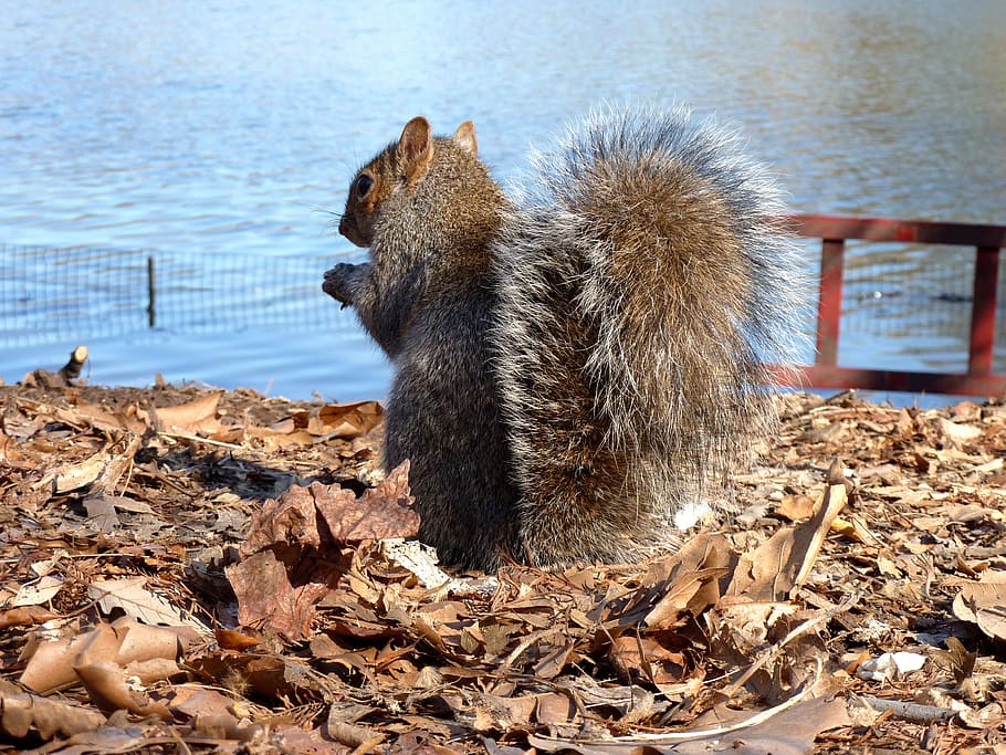 squirrel, animal, america, one animal, animal wildlife, animals in the wild HD wallpaper