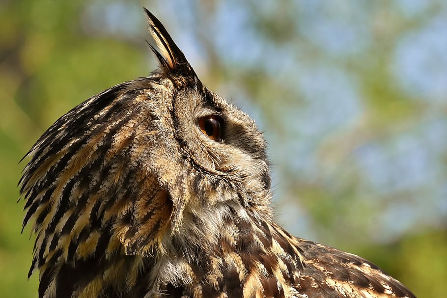 gray and brown eagle-owl in selective focus photography during daytime HD wallpaper