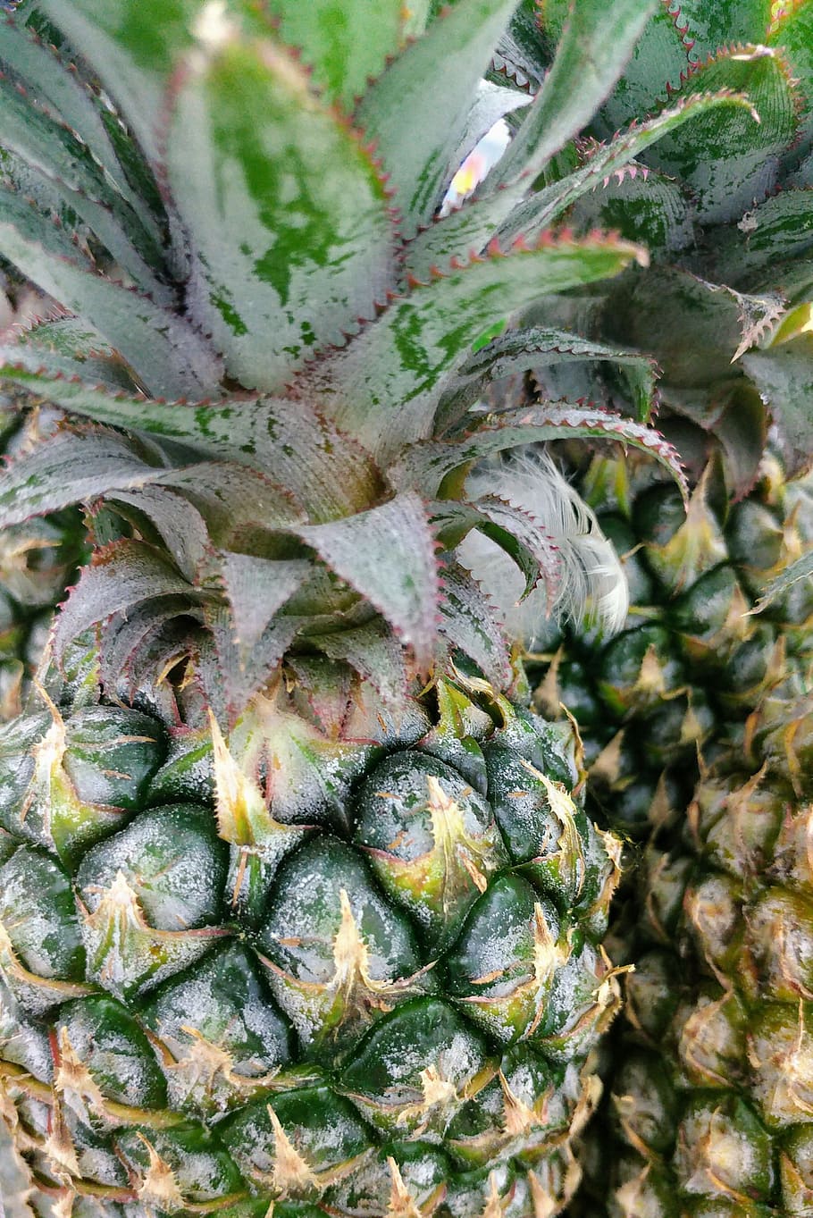 pineapple, textures, spiked, sharp, sour, fruit, no people HD wallpaper