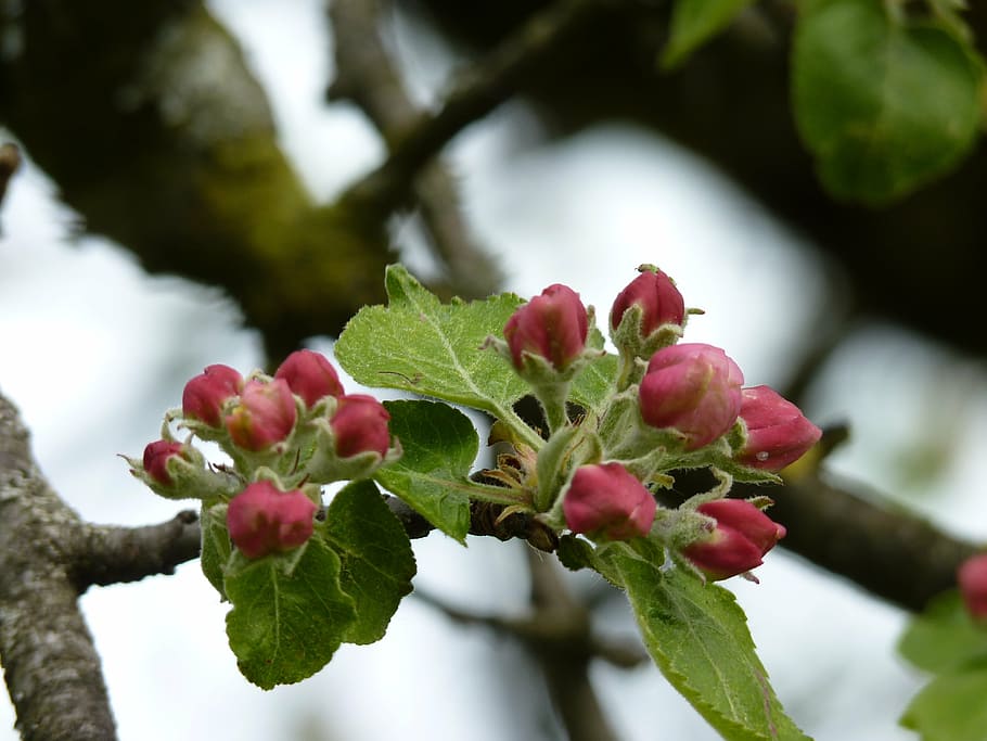 apple tree, blossom, bloom, bud, spring, close, branch, apple blossom branch HD wallpaper