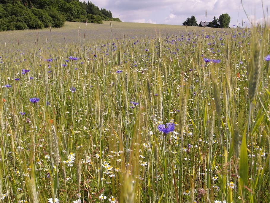 summer, field, meadow, cornflowers, sunny, grow, mature, barley HD wallpaper