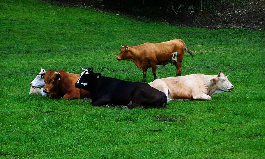 five brown, black, and beige cattle on green grass field, resting cows HD wallpaper