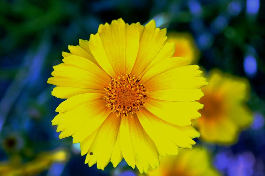 daisy, yellow, bright, flower, bloom, petals, delicate, serated HD wallpaper