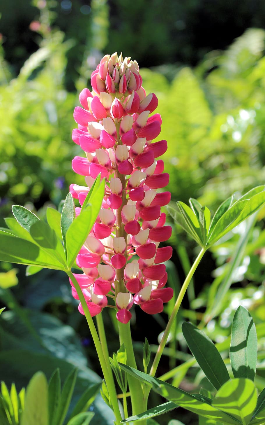 lupinus, flower, garden, spring, pink, white, growth, plant HD wallpaper