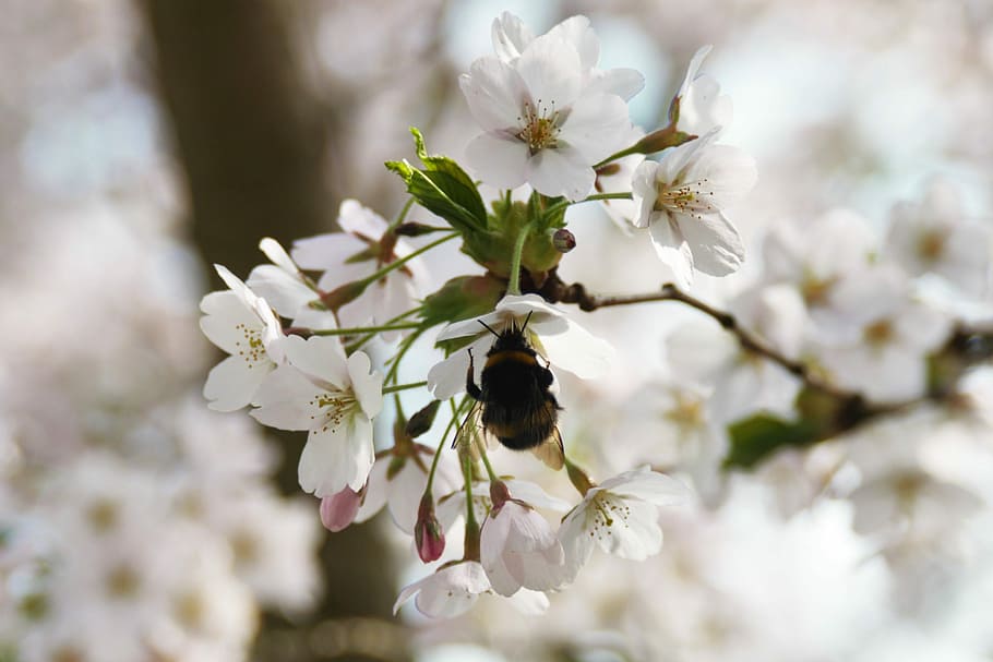 Hummel, White, Insect, Close, Blossom, bloom, flower, spring HD wallpaper