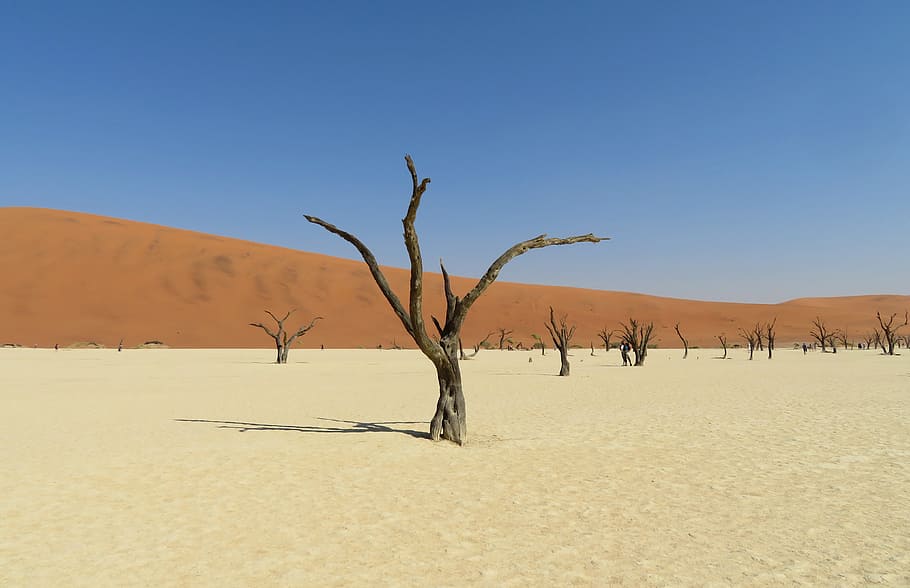 dead, vlei, namibia, desert, salt, tree, death, dunes, travel