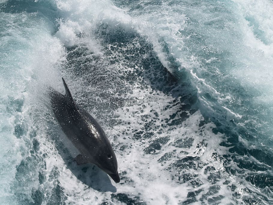 time lapse photography of dolphin, dolphin jumping out of sea HD wallpaper