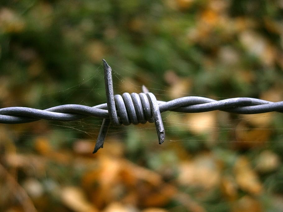 barbed wire, cobweb, cobwebs, pointed, security, fence, metal HD wallpaper