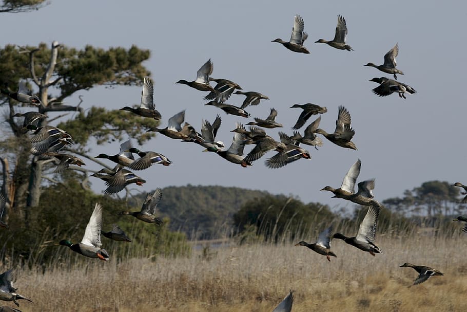 mallard ducks, flying, flight, wildlife, waterfowl, nature, HD wallpaper