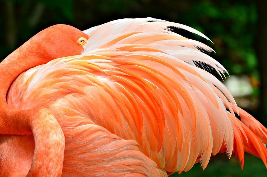 pink flamingo in close-up photography, close up, nature, wild, HD wallpaper
