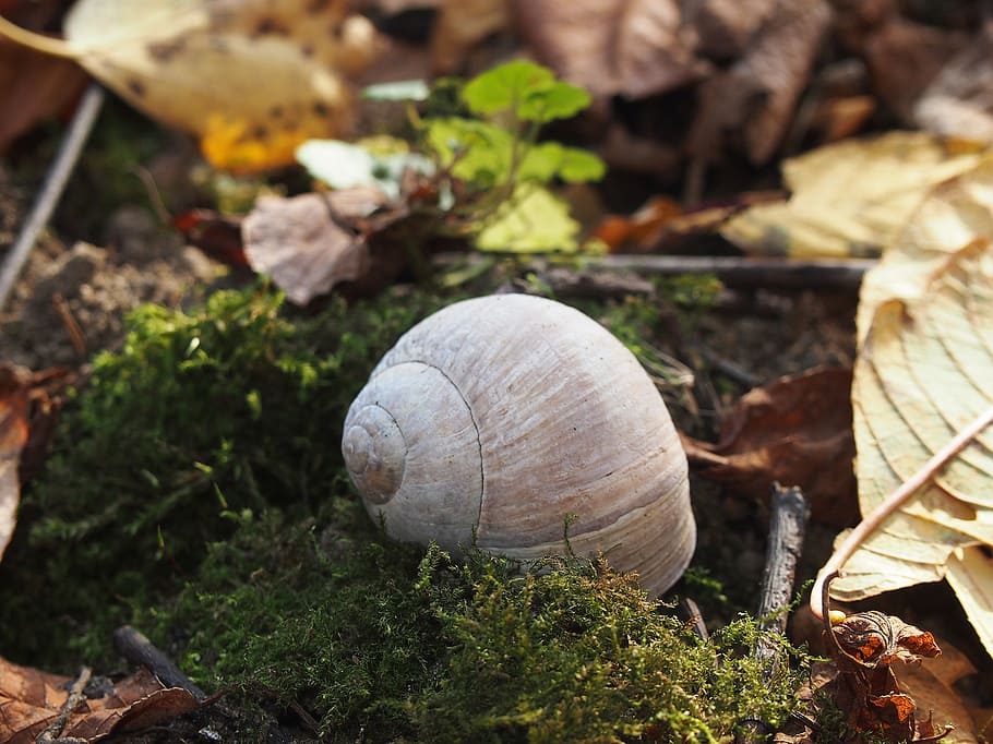 seashell, undergrowth, snail, close-up, field, nature, day HD wallpaper