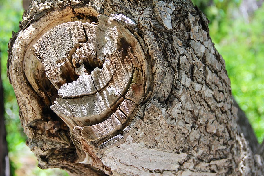 tribe, tree, crown, green, branches, forest, nature, tree trunk HD wallpaper