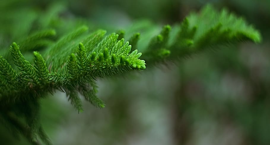 green leaf, leaves, bokeh, nature, blur, natural, bright, sunlight HD wallpaper