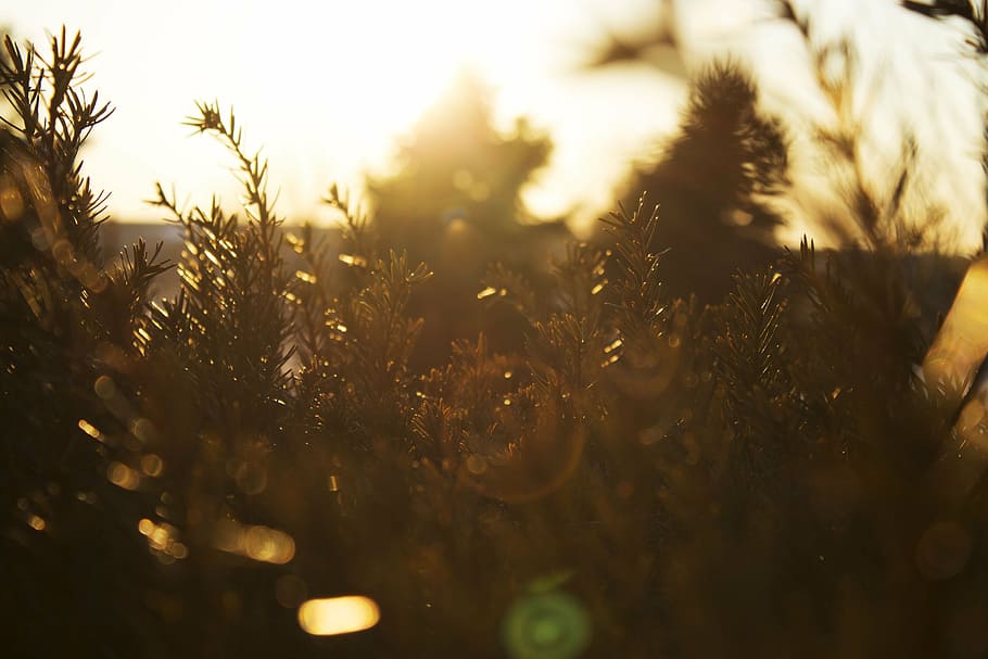 photo of trees during sunrise, green, plants, sunset, nature HD wallpaper