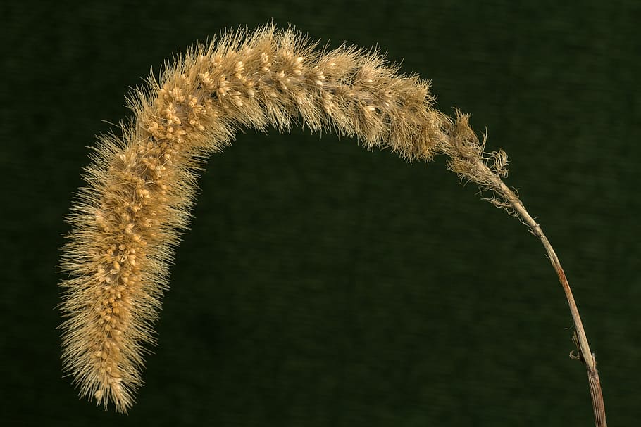 macro, grass, grass ear, grasses, plant, close-up, no people HD wallpaper