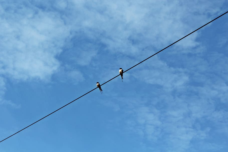two birds on black wire during daytime, swallows, sky, clouds HD wallpaper
