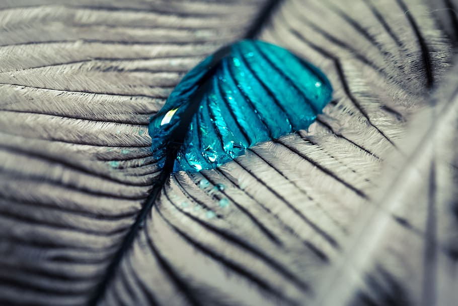 strauss spring, drip, feather, close, macro, background, drop of water HD wallpaper