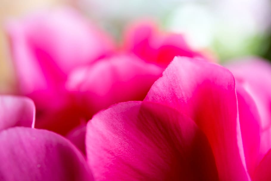 Flower, Petals, Pink, pink color, freshness, close-up, selective focus HD wallpaper