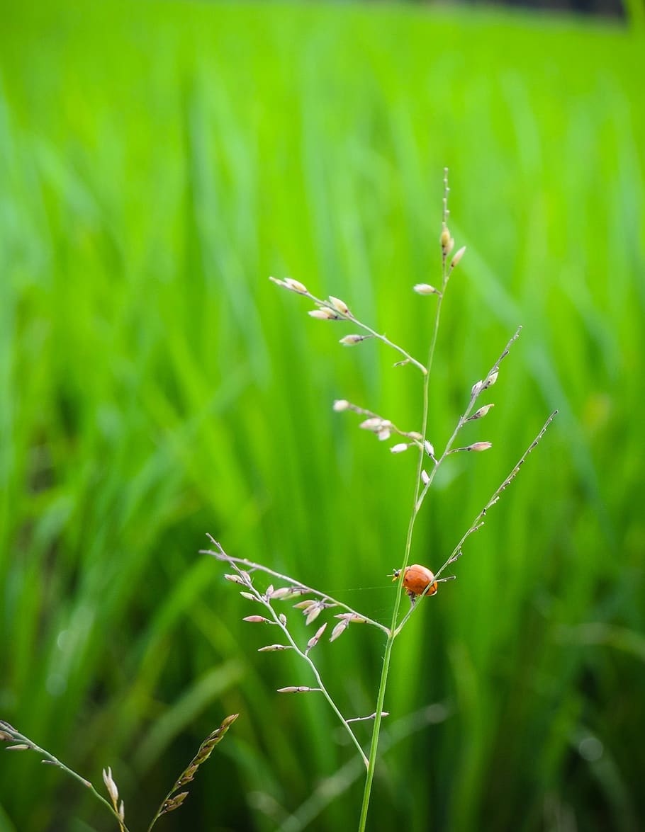 grass, leaf, growth, flora, nature, green color, plant, day HD wallpaper